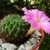 Sulcorebutia _mentosa _ssp.mentosa _HS104a_ 04